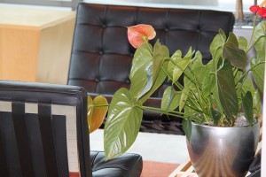 dynamic Concepts office